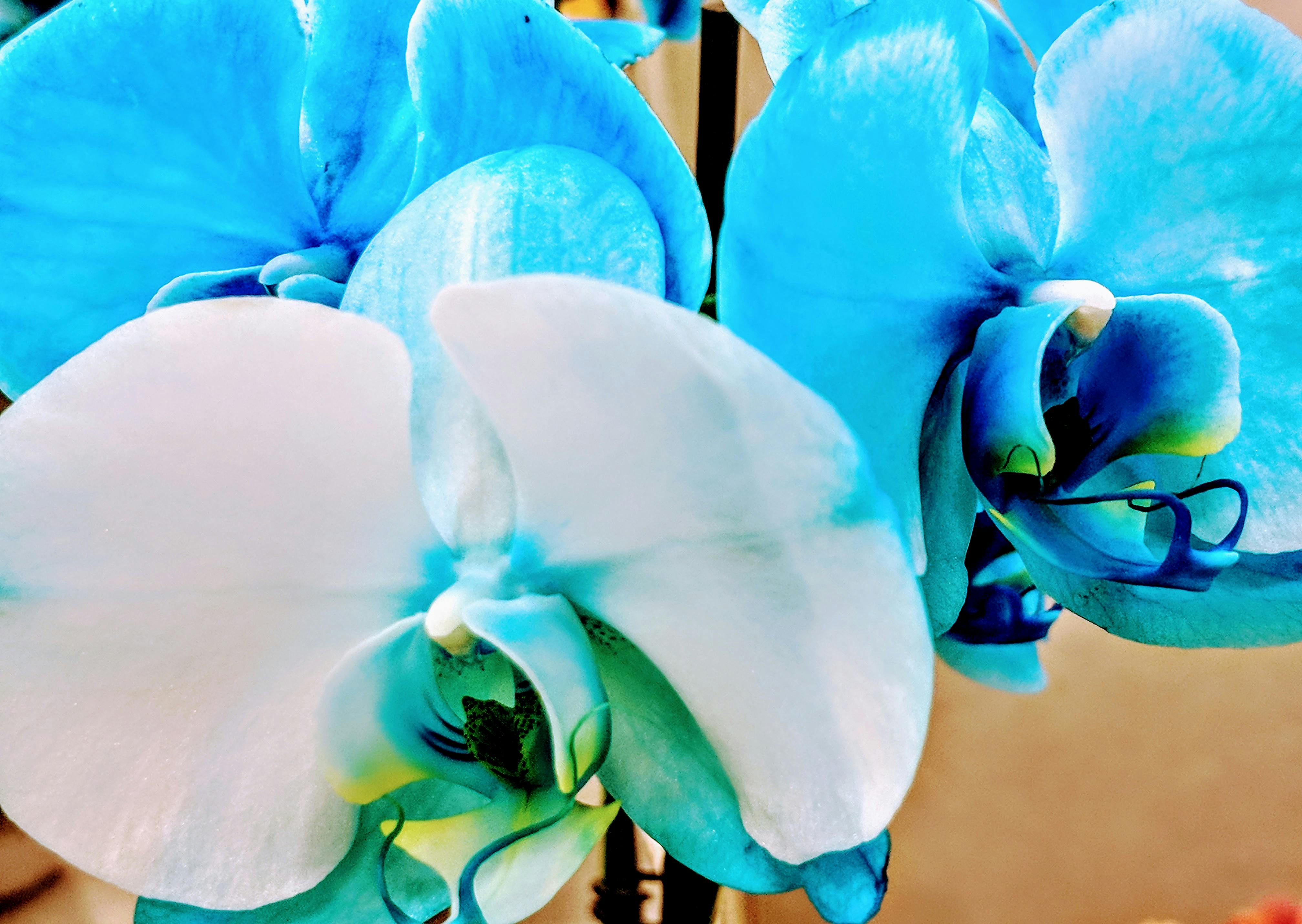 Free stock photo of blue, orchids