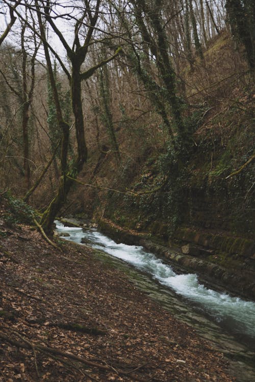 Gratis stockfoto met gebied met water, kreek, natuur