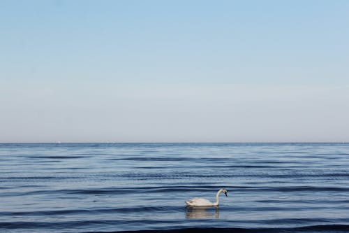 Free stock photo of sea, swan