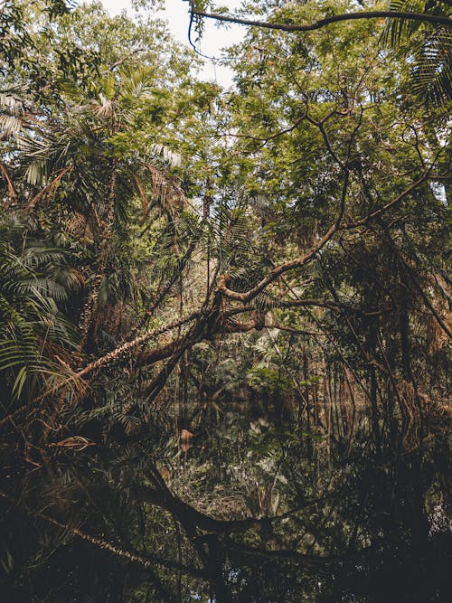 Foto d'estoc gratuïta de a l'aire lliure, aigua, arbres