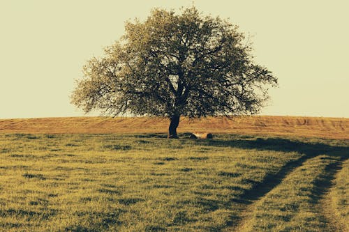 Fotobanka s bezplatnými fotkami na tému krajina, strom