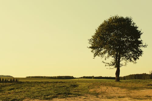 Foto d'estoc gratuïta de arbre