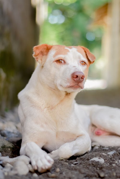 Fotos de stock gratuitas de animal, canino, domesticado