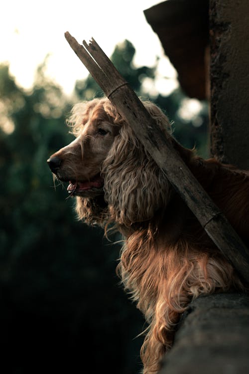 Brown Long Haired Dog in Close Up Photography