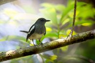 Close Up Photo of Bird Perched on Tree Branch