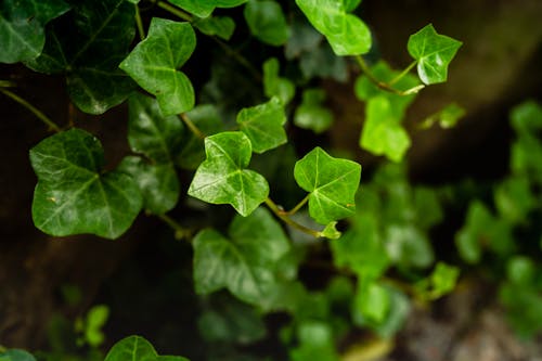 Free Green Plant in Close-up Photography Stock Photo