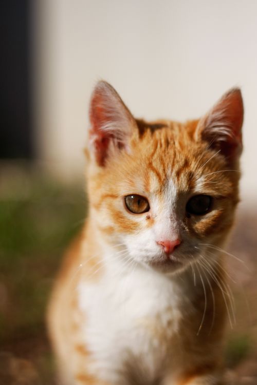 Free Adorable tabby kitten gazing curiously outdoors with soft lighting. Stock Photo