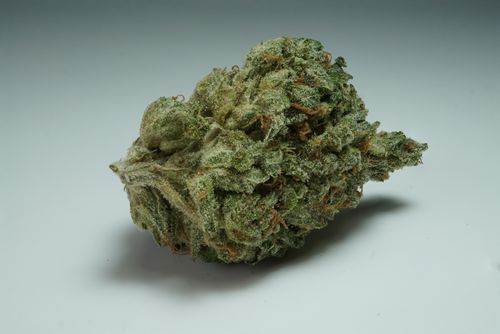 Free stock photo of cannabis, Sorbet-Dreams Stock Photo