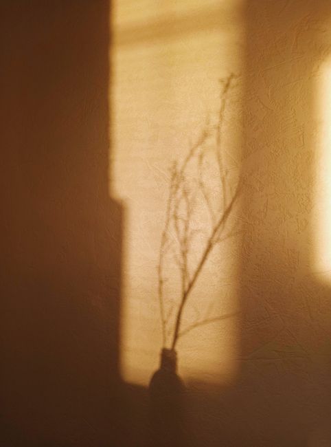 Peaceful silhouette of twigs in a vase casting a shadow on a wall.