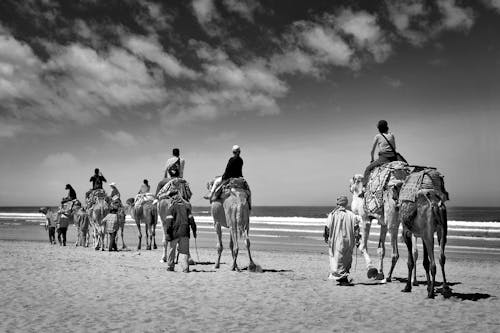 Grayscale Photo of People Riding Camel on Shore
