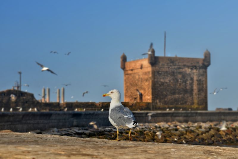 Essaouira coastal town Morocco