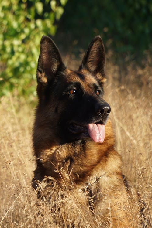 Close-Up Shot of a Dog