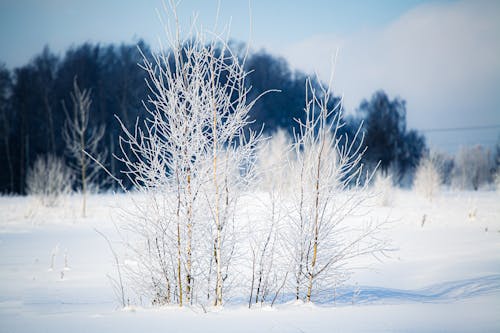 Foto profissional grátis de chão coberto de neve, com frio, descoberto