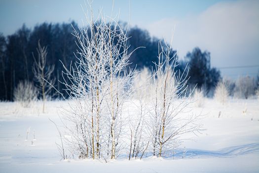 Beautiful winter landscape featuring frosted, leafless trees in a snowy field.