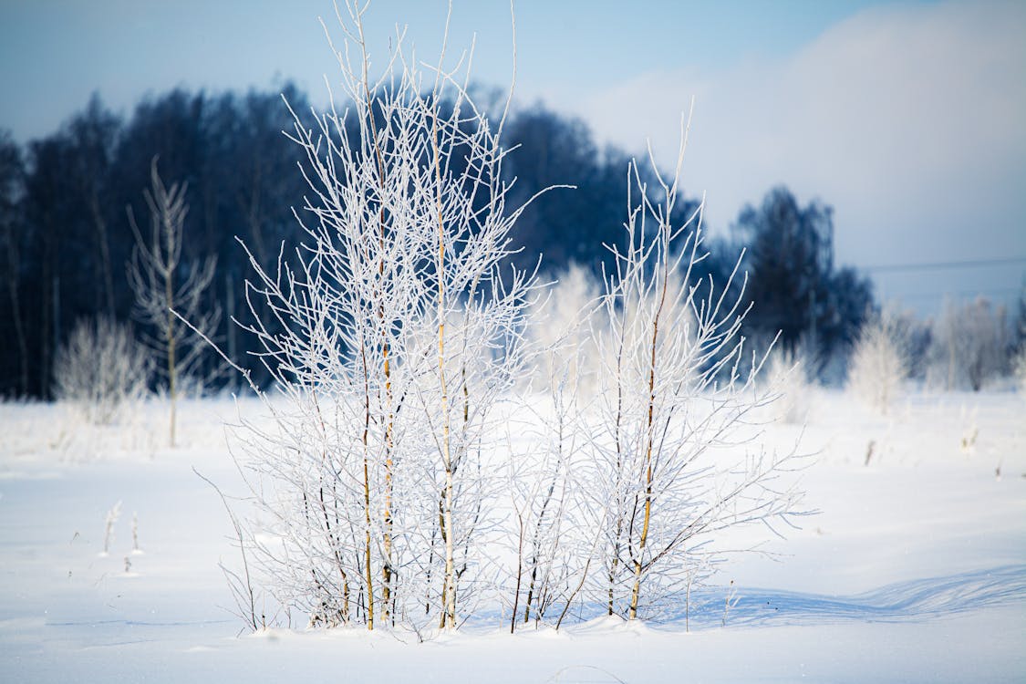 Fotos de stock gratuitas de desnudo, frío, invierno