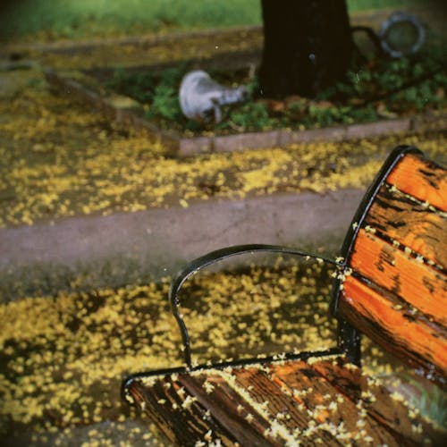 Free stock photo of after rain, bench, film camera