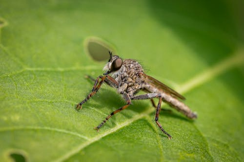 Brown and Black Fly on Green Leaf