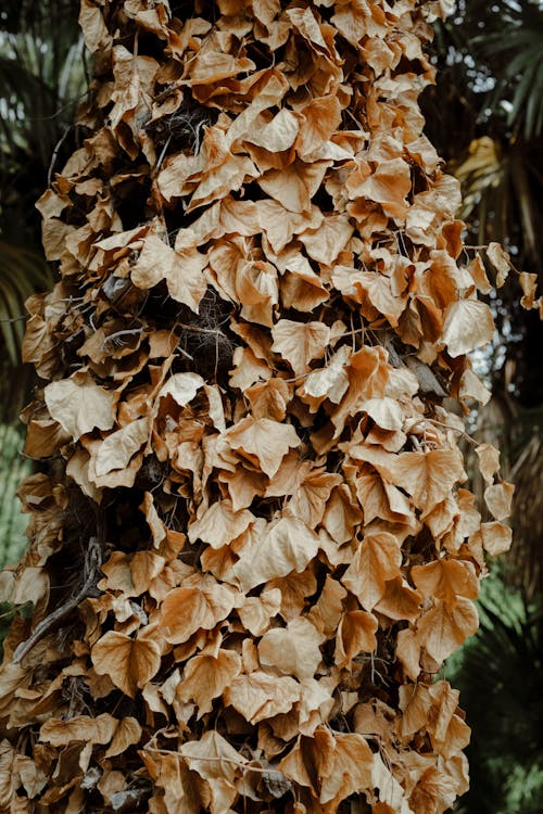 Darmowe zdjęcie z galerii z drzewo, jesień, liście
