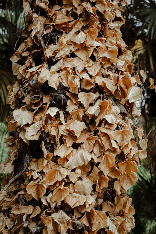 Základová fotografie zdarma na téma detail, listy, podzim