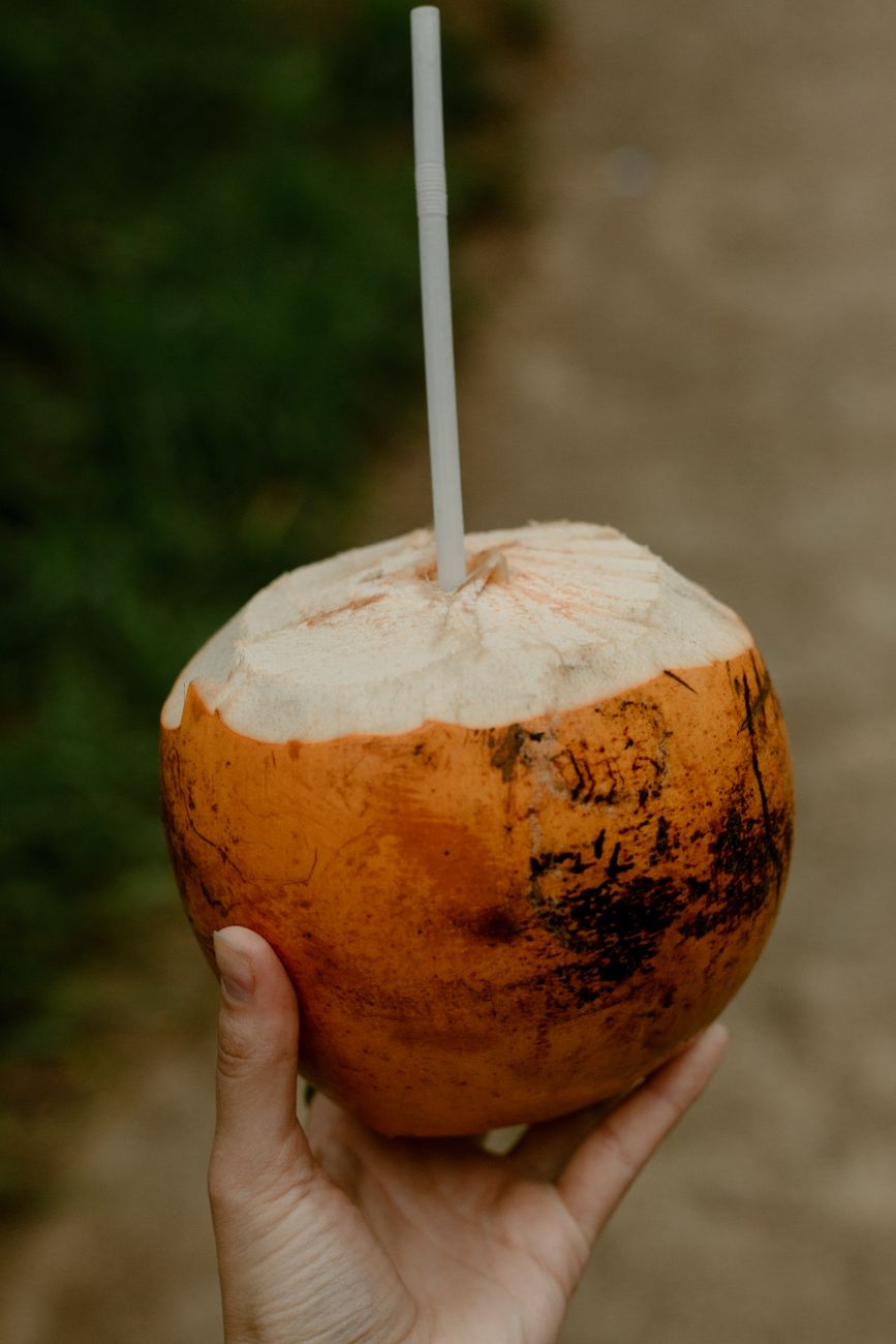 Glass of plain fresh coconut water as an occasional dog sip