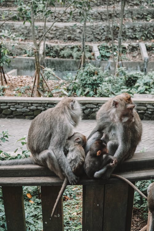 Monkey Family Sitting on Wooden Fence