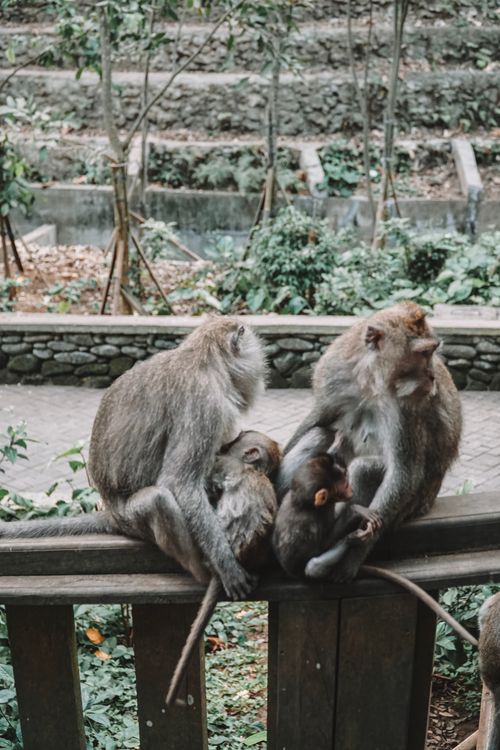 Free Family of long-tailed macaques sitting together on a wooden fence in Ubud, Bali's lush Sacred Monkey Forest. Stock Photo