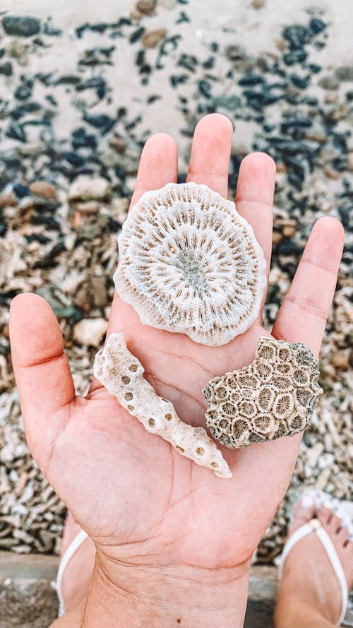 Coral Fragments on a Person's Hand