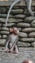 Brown Monkey Sitting on Rock