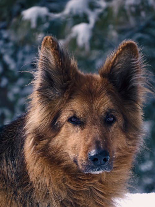 Gratis Fotos de stock gratuitas de animal domestico, canino, cara de perro Foto de stock