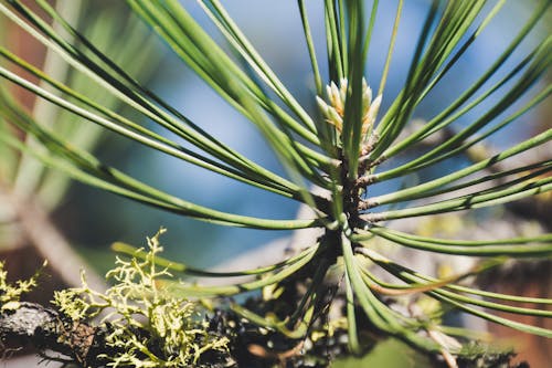 Ondiepe Focusfoto Van Groene Planten