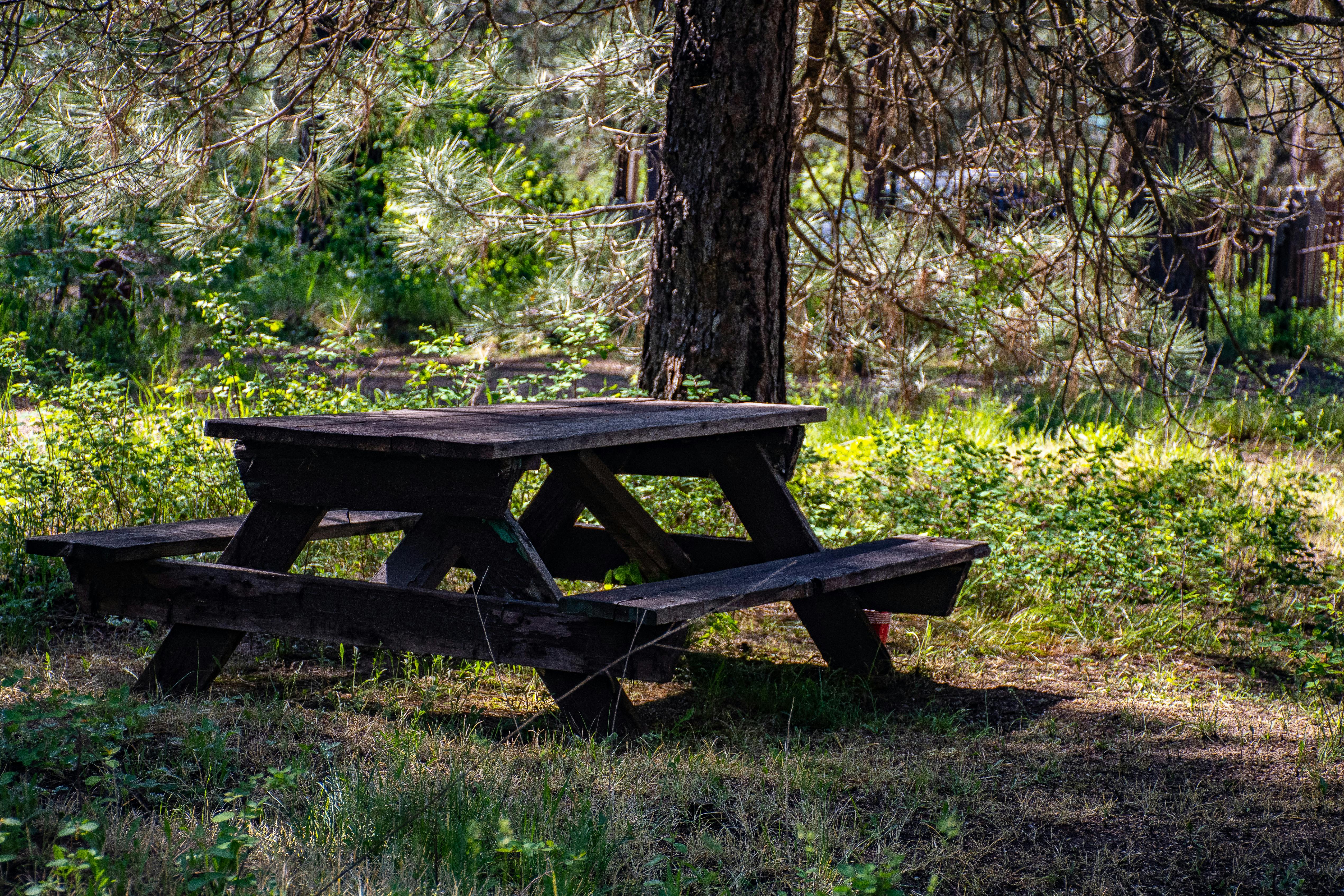 Free stock photo of picnic table, woods