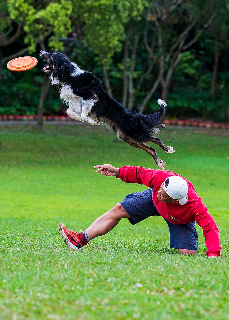  A Man Training A Dog While Playing A Frisbee