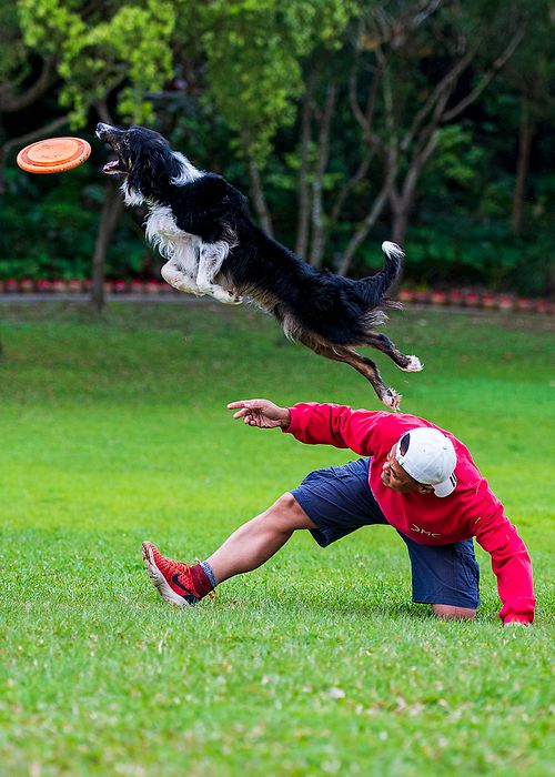 Free A border collie jumps to catch a frisbee as a man plays in a park setting, capturing athletic energy. Stock Photo