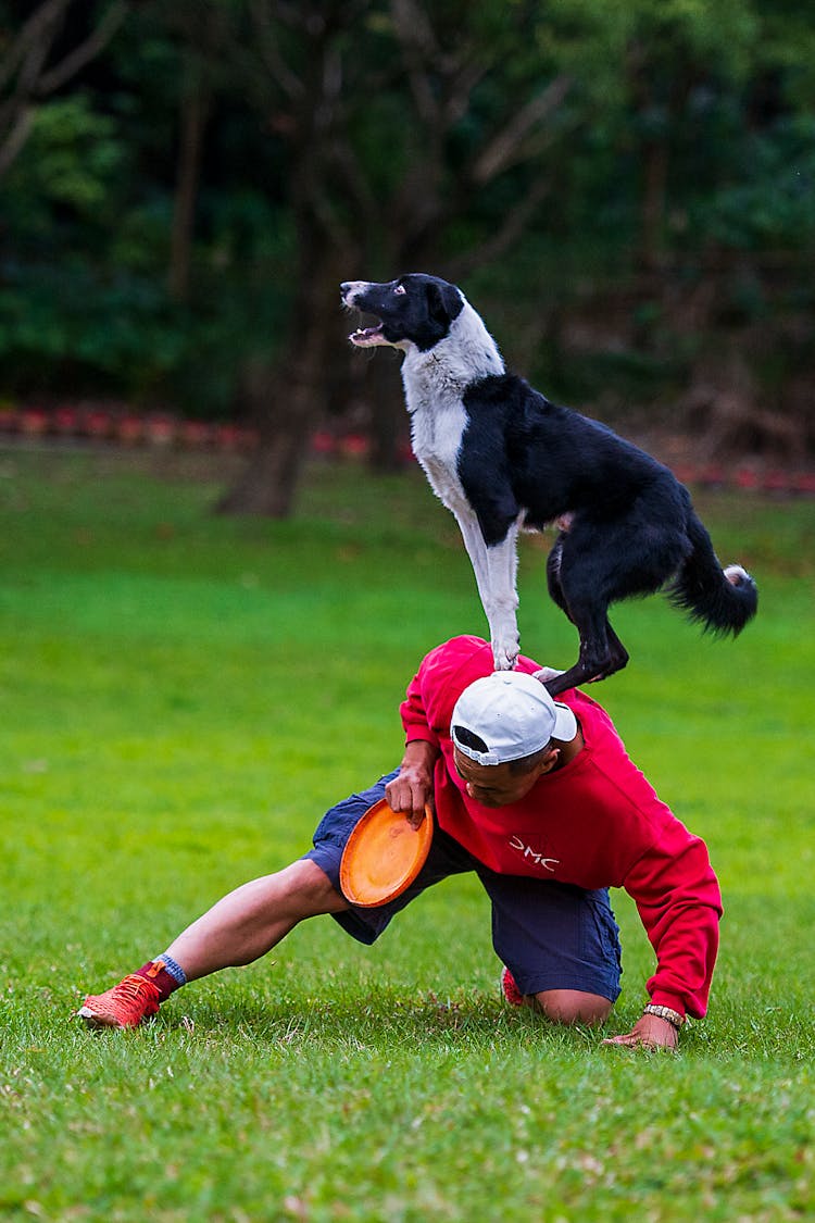 A Man In Red Sweater Playing Frisbee With His Dog