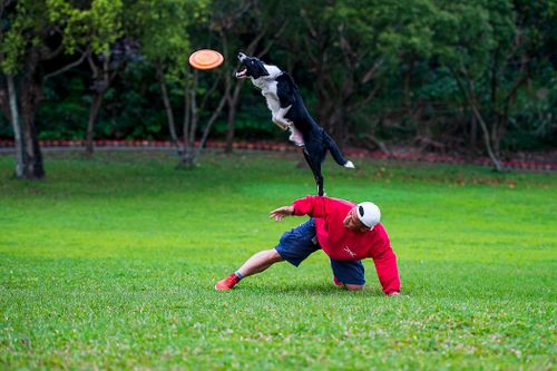 Free A Border Collie leaps to catch a frisbee with a man in a park setting. Stock Photo