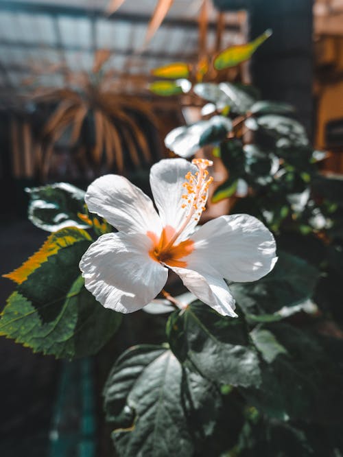 Darmowe zdjęcie z galerii z biały kwiat, delikatny, gumamela