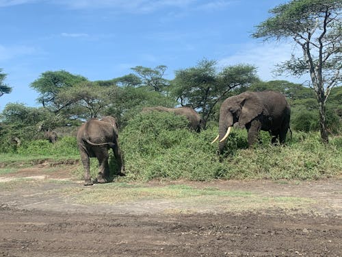 African Elephants on the Grass Field