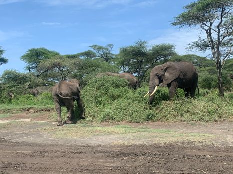 Group of African elephants grazing in Tanzania's serene landscape.