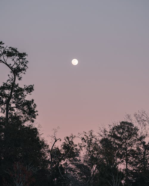 Free Silhouette of Trees during Nighttime Under a Full Moon Stock Photo