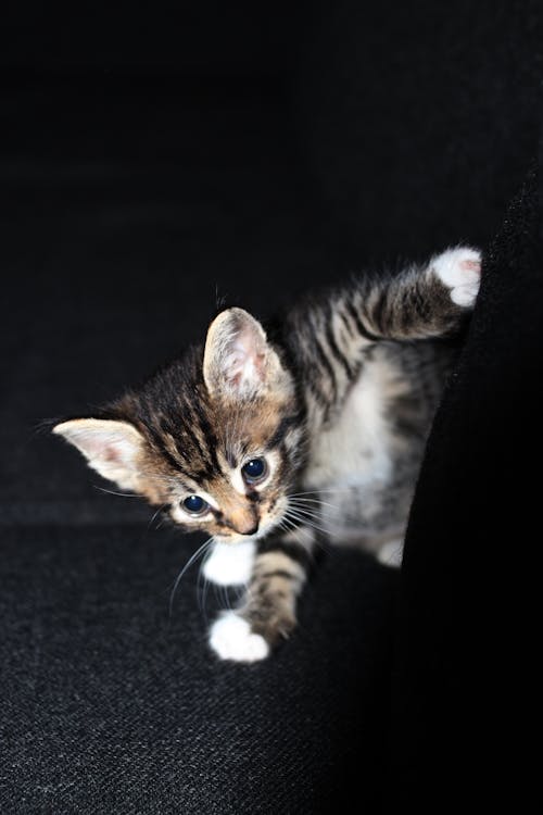 Fotos de stock gratuitas de animales, ascender, gatitos