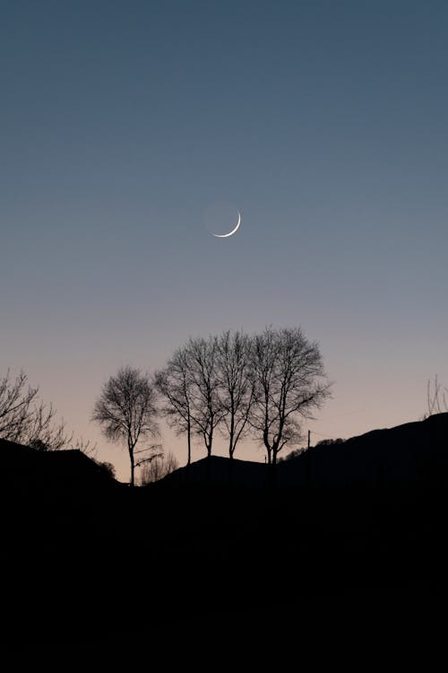 Free Bare Trees Under a Crescent Moon Stock Photo