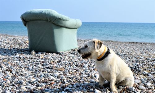 Free Every dog needs a beach armchair Stock Photo