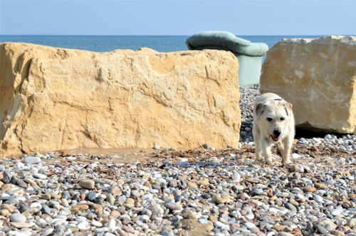 Free dog on the beach Stock Photo