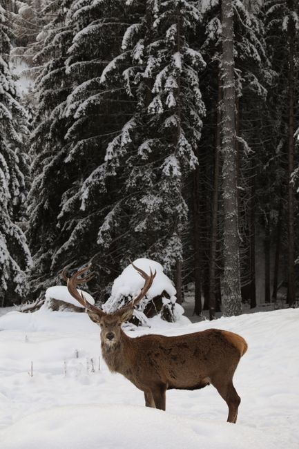 A deer with impressive antlers stands in a serene snow-covered forest in winter.