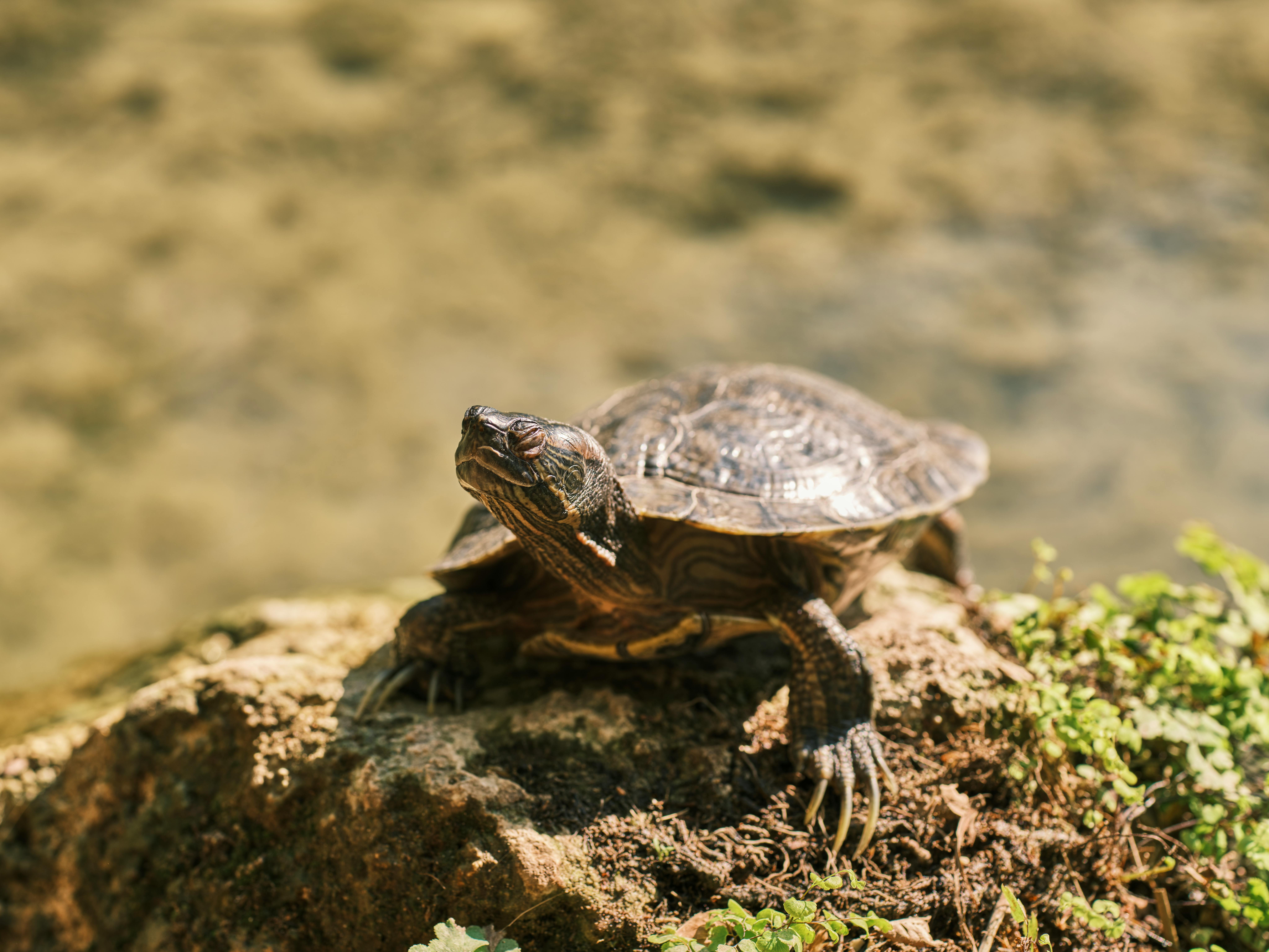 Scratching Turtle Photos, Download The BEST Free Scratching Turtle ...