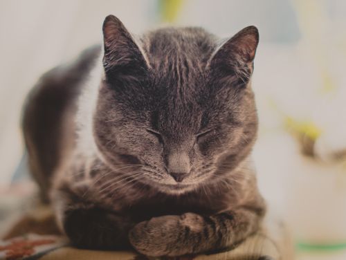 Free Adorable gray cat peacefully sleeping indoors, showcasing its cute and calm demeanor. Stock Photo