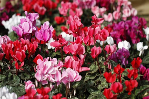 คลังภาพถ่ายฟรี ของ ขาว, ดอกไม้สีชมพู, ดอกไม้สีม่วง