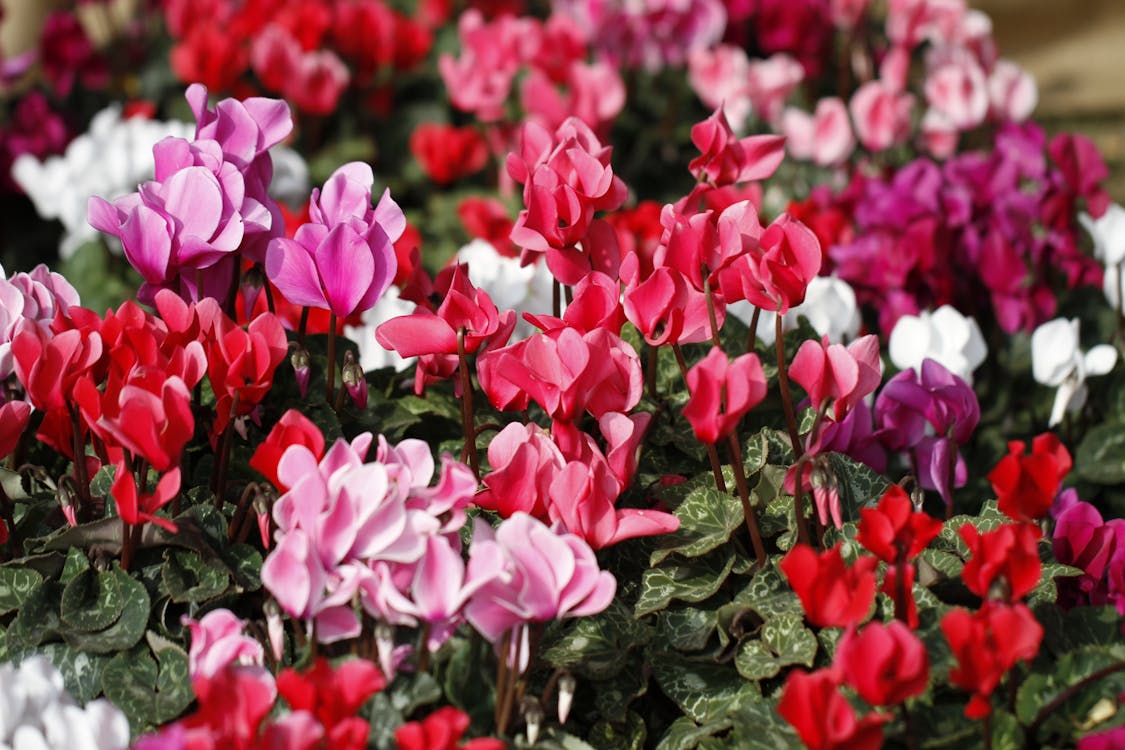 無料 カラフル, ピンクの花, フローラの無料の写真素材 写真素材