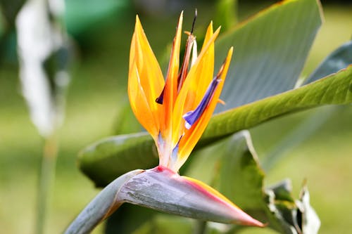 Free Yellow and Red Birds of Paradise in Bloom Stock Photo