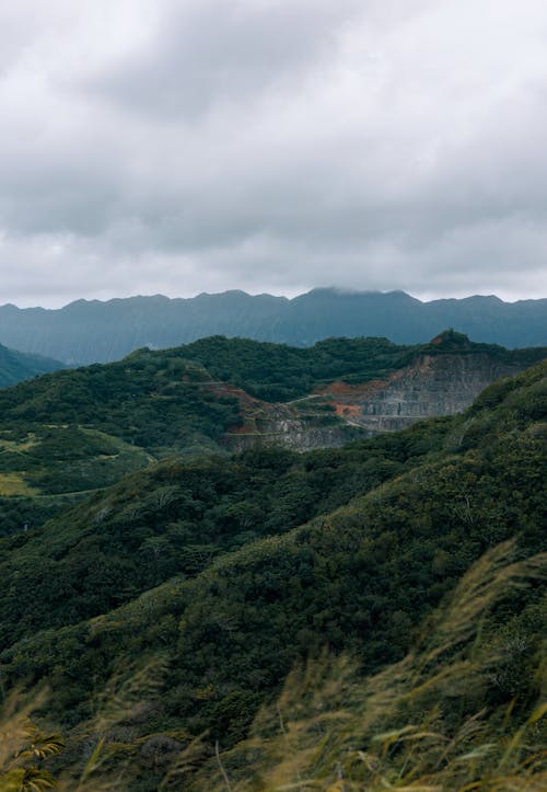 Rainforest Hill Landscape